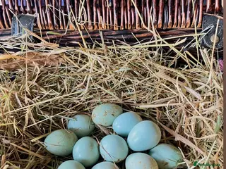 Quail poultry Blue Celadon Quail Hatching Eggs - Advert 10