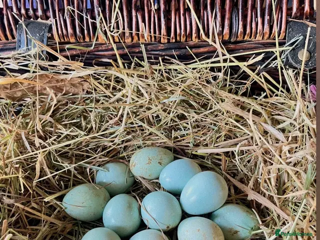 Quail poultry Blue Celadon Quail Hatching Eggs - Advert 4