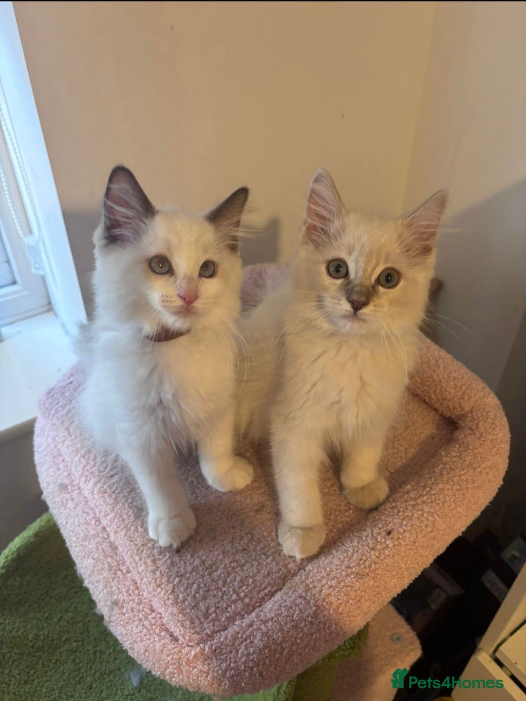 Ragdoll cats for sale:  Last two pure Ragdolls ready now reduced price - Image 1