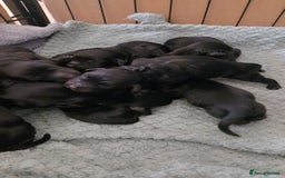 Sprocker dogs for sale: Sprocker Spaniels for Sale ready 1st November - Image 5