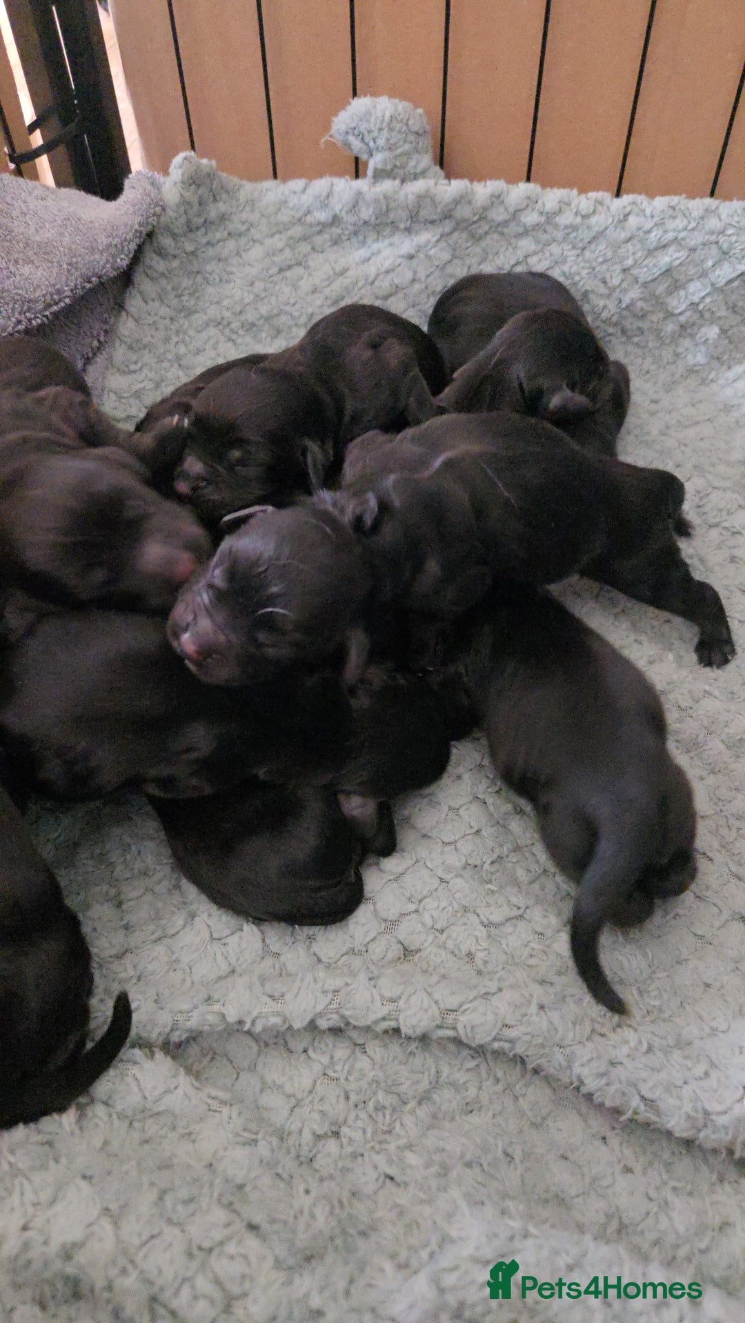 Sprocker dogs for sale: Sprocker Spaniels for Sale ready 1st November - Image 5