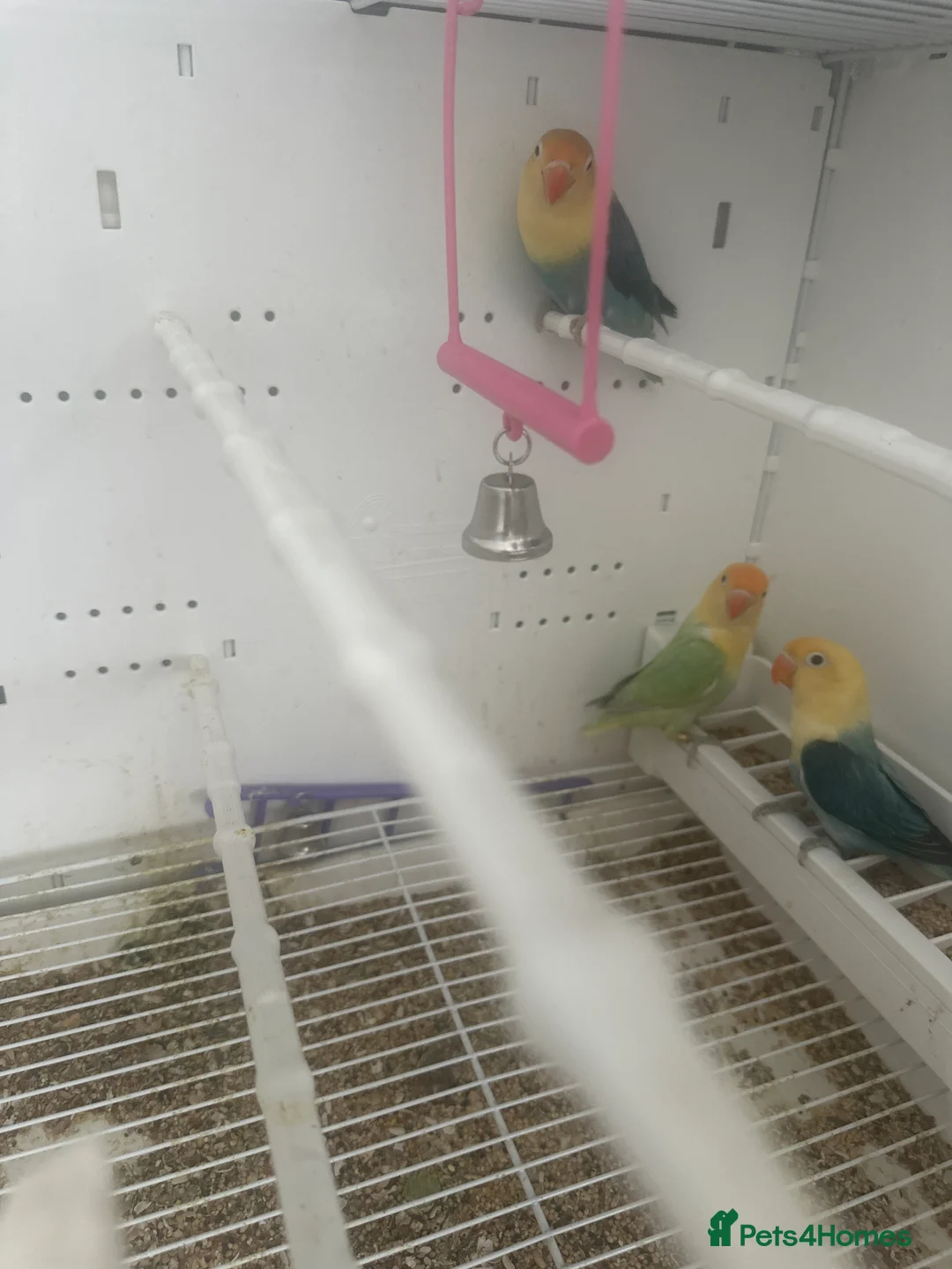 Lovebirds birds for sale: Lovebirds in Harlow - Advert 3