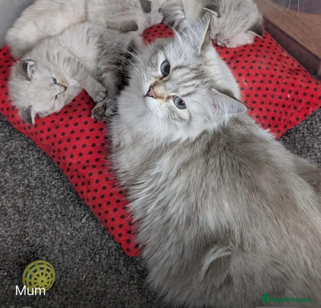 Siberian cats for sale: Beautiful Pure Siberian Kittens - Hypoallergenic - Advert 8