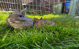 Netherland Dwarf rabbits for sale: Pure neverland dwarf babies  - Image 1