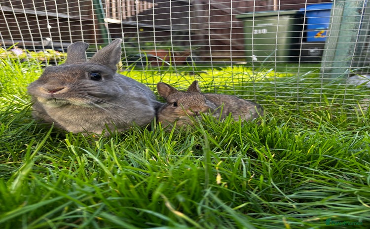 Netherland Dwarf rabbits - Advert 6