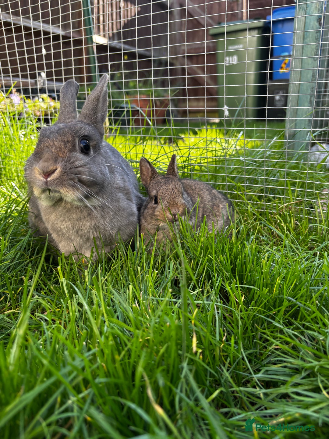Netherland Dwarf rabbits for sale: Pure neverland dwarf babies  - Image 1