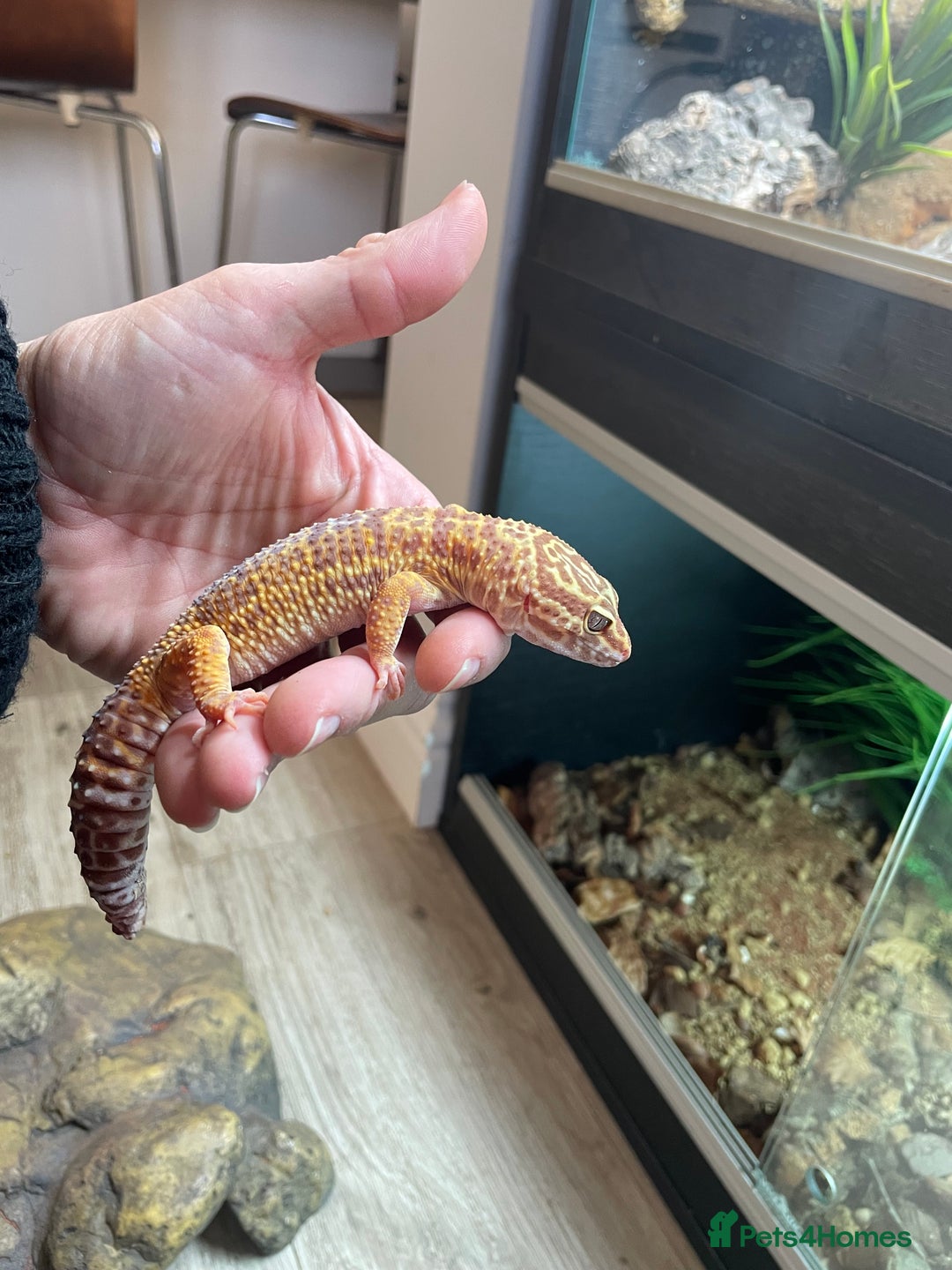Leopard Gecko reptiles for sale: 2 Female Leopard Geckos (4 years old) – Full Setup - Advert 8