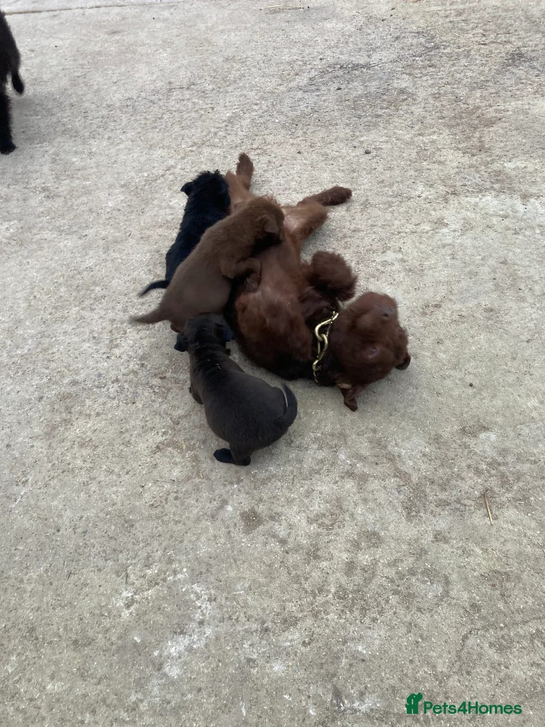 Patterdale Terrier dogs for sale: 5 lovely Patterdale Puppies. - Advert 3