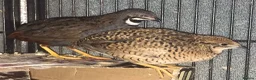 Quail poultry for sale: QUAIL HATCHING EGGS/CHINESE PAINTED BUTTONS - Advert 28