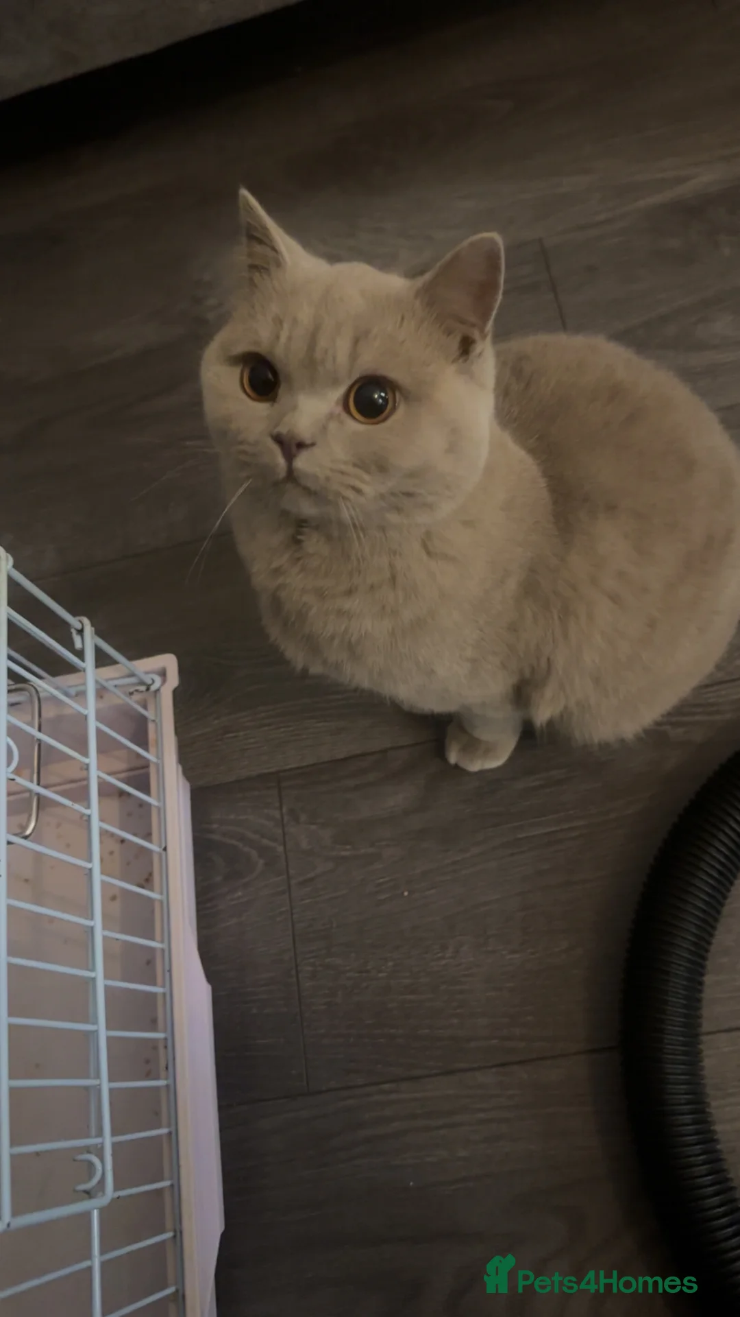 British Shorthair cats for sale: creme/beige male kitten forsale in Keighley - Advert 2