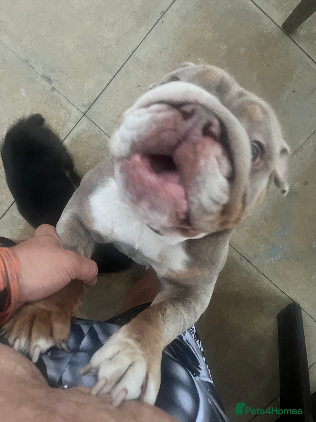 English Bulldog dogs for sale: English bulldog nana - Image 2