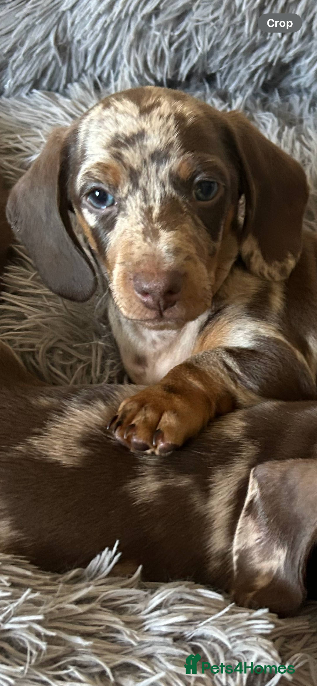 Dachshund dogs for sale: Dachshund puppies  - Image 22