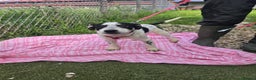 Mixed Breed dogs for adoption: MAKI  - Advert 5