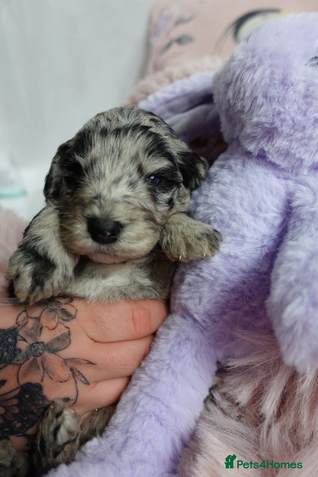 Sheepadoodle dogs for sale: Mini Sheepadoodle the wait is over!  - Image 27
