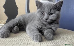 British Shorthair cats for sale: Both parents pedigrees- Dad 5x 🏆 3 boys 1 girl  - Image 6