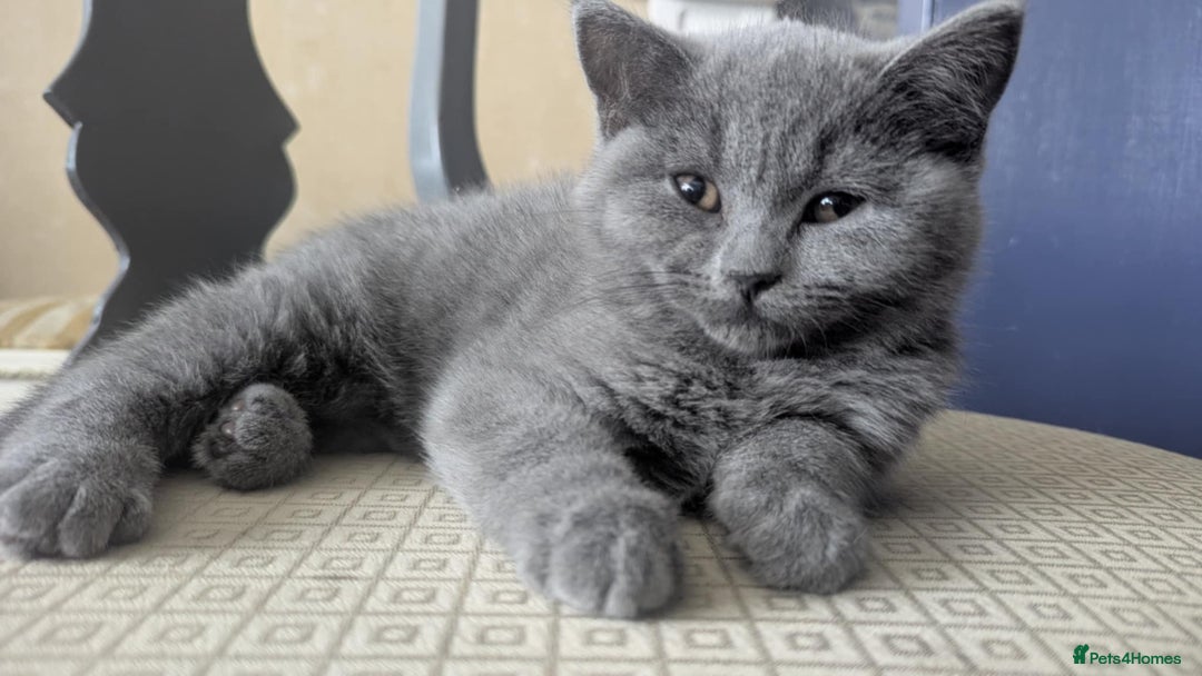British Shorthair cats for sale: Both parents pedigrees- Dad 5x 🏆 3 boys 1 girl  - Image 6