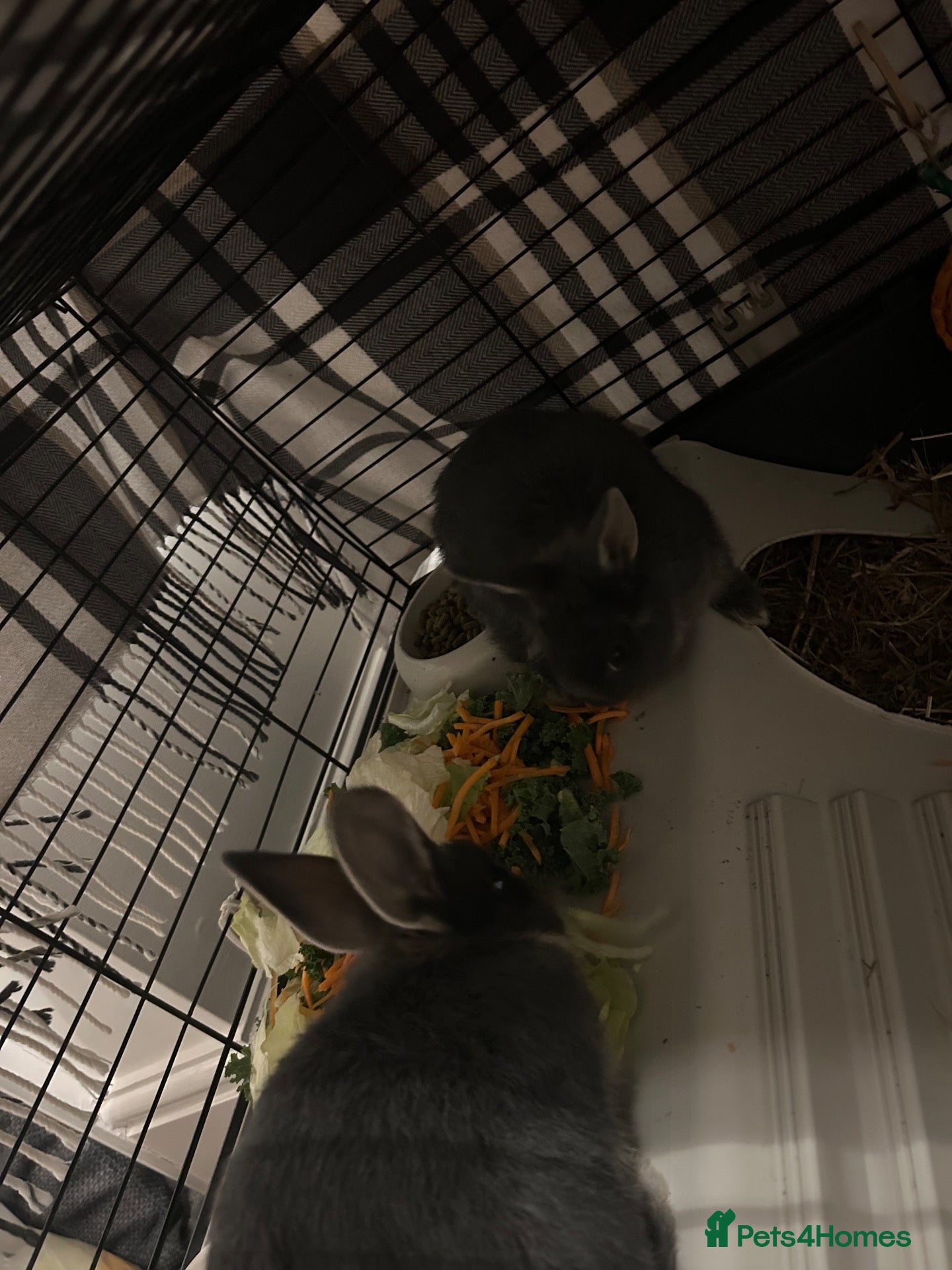 Netherland Dwarf rabbits X2 Netherlands Dwarf Rabbits for sale - Advert 1