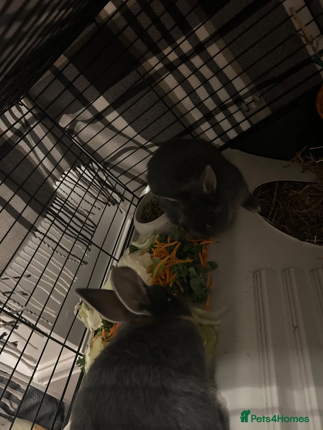 Netherland Dwarf rabbits for sale: X2 Netherlands Dwarf Rabbits for sale - Advert 1