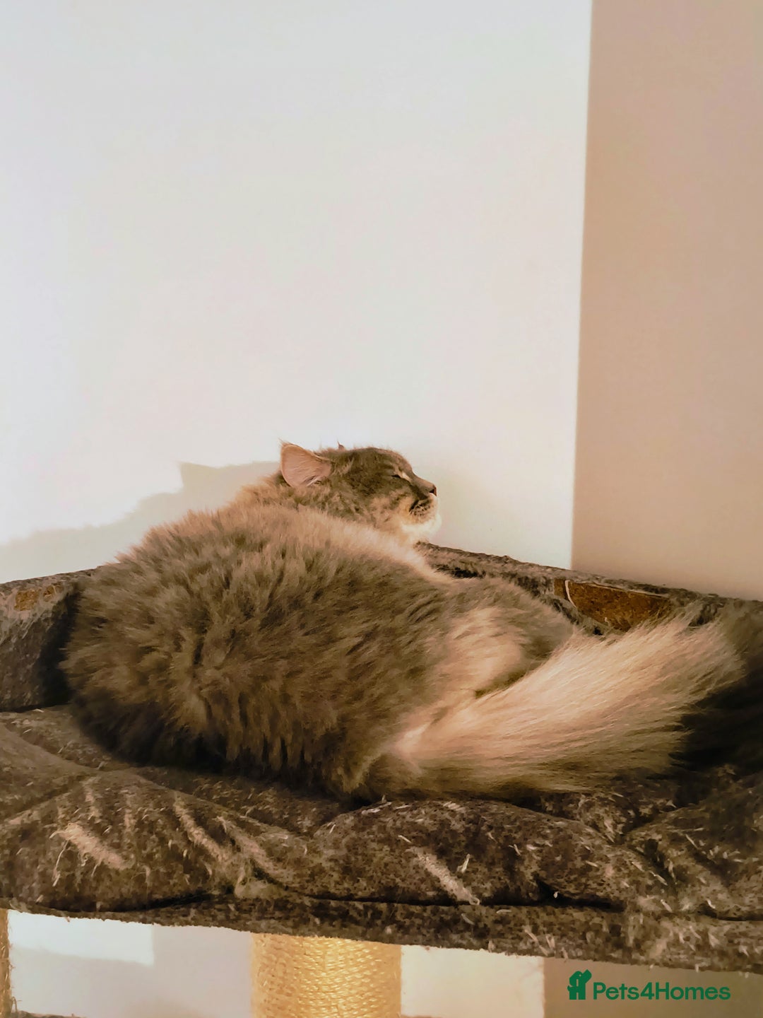 British Longhair cats for sale: British long hair 1 year old boy - Image 4