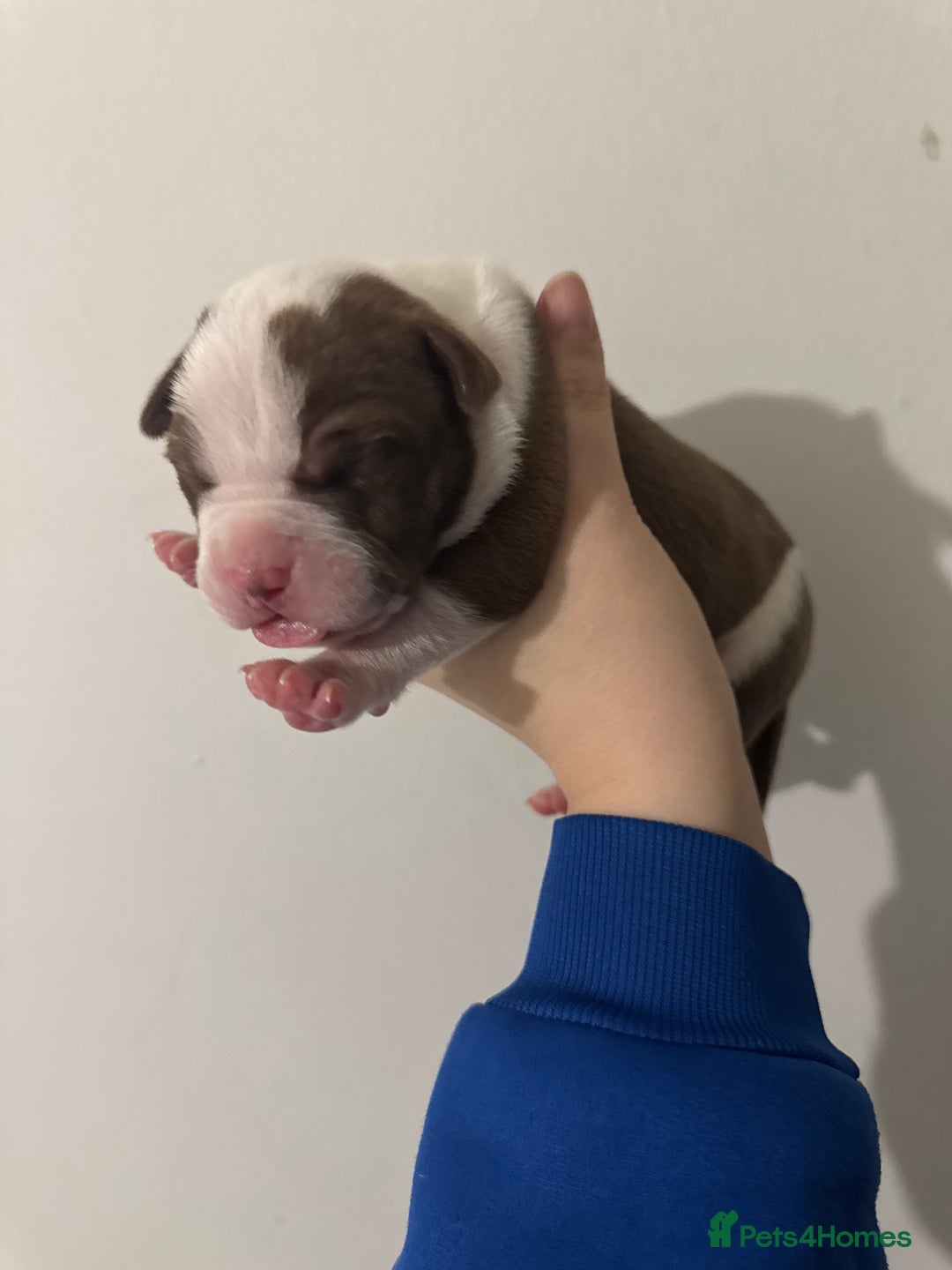 Mixed Breed dogs for sale: Standard bully cross breed - Advert 8