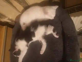 British Shorthair cats Beautiful kittens - Advert 13