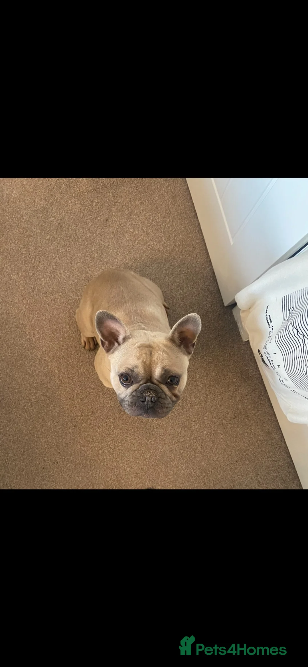 French Bulldog dogs for sale: French bulldog for a new home - Advert 1