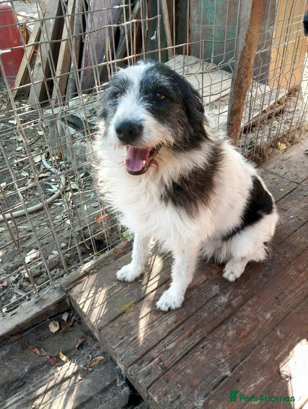 Mixed Breed dogs for adoption: Smiley Rosie  in Saint Austell - Advert 2