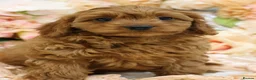 Cavapoo dogs for sale: *HEALTH TESTED* Cavapoo Puppies - Advert 5