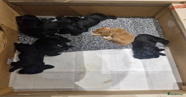 Cocker Spaniel dogs - Advert 9