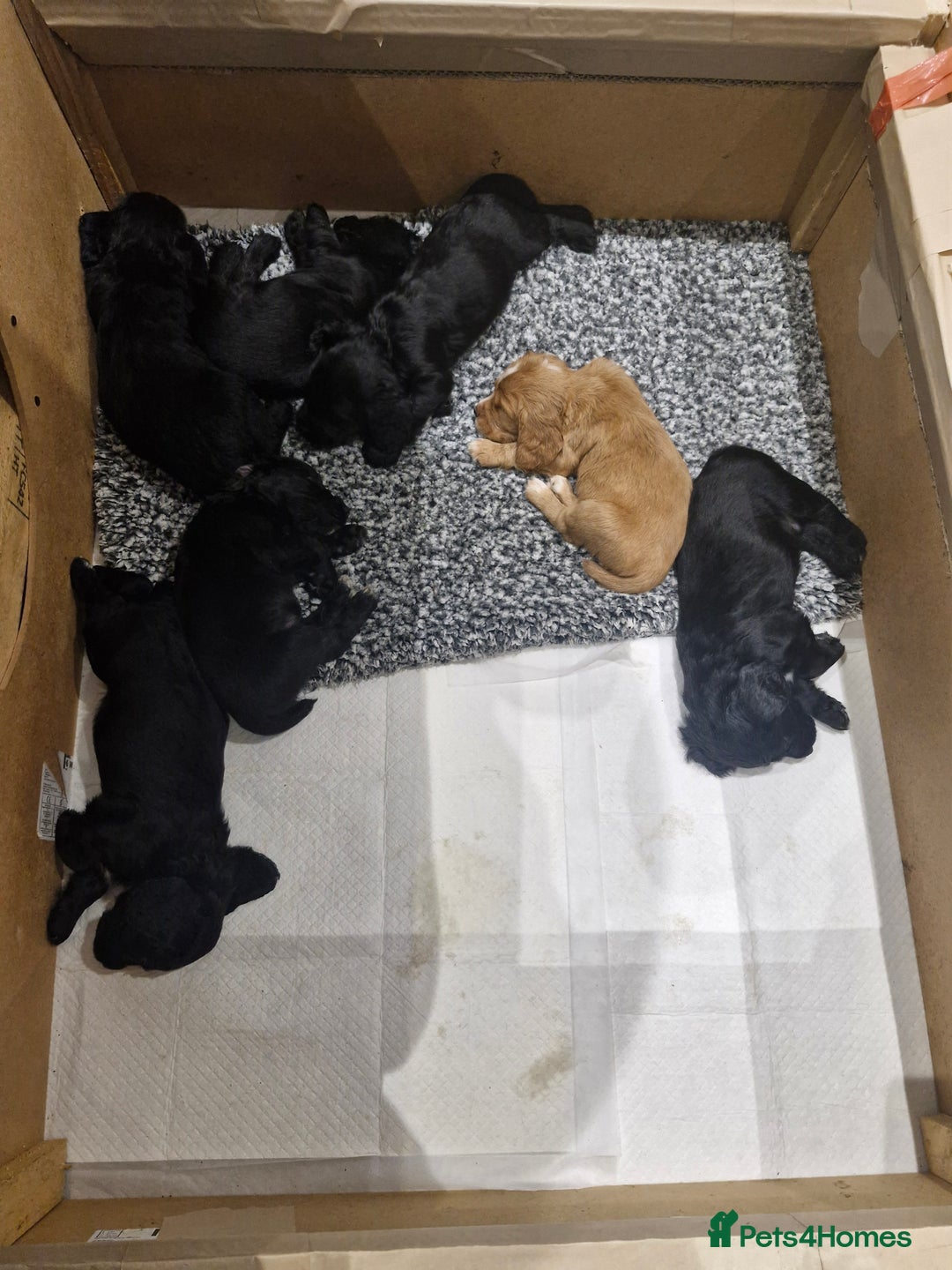 Cocker Spaniel dogs for sale: Working cockers for sale - Image 3
