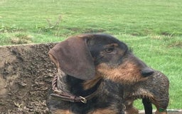 Dachshund dogs for sale: KC Standard Wire Haired Dachshund - Image 10