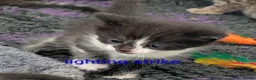 Mixed Breed cats for sale: Kittens  - Advert 15
