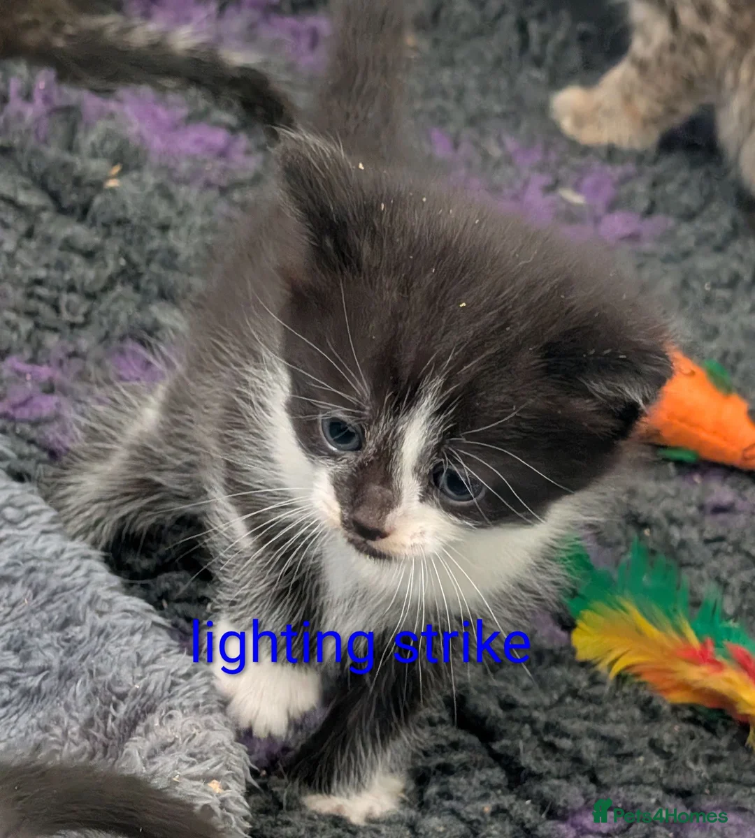 Mixed Breed cats for sale: Kittens  - Advert 15