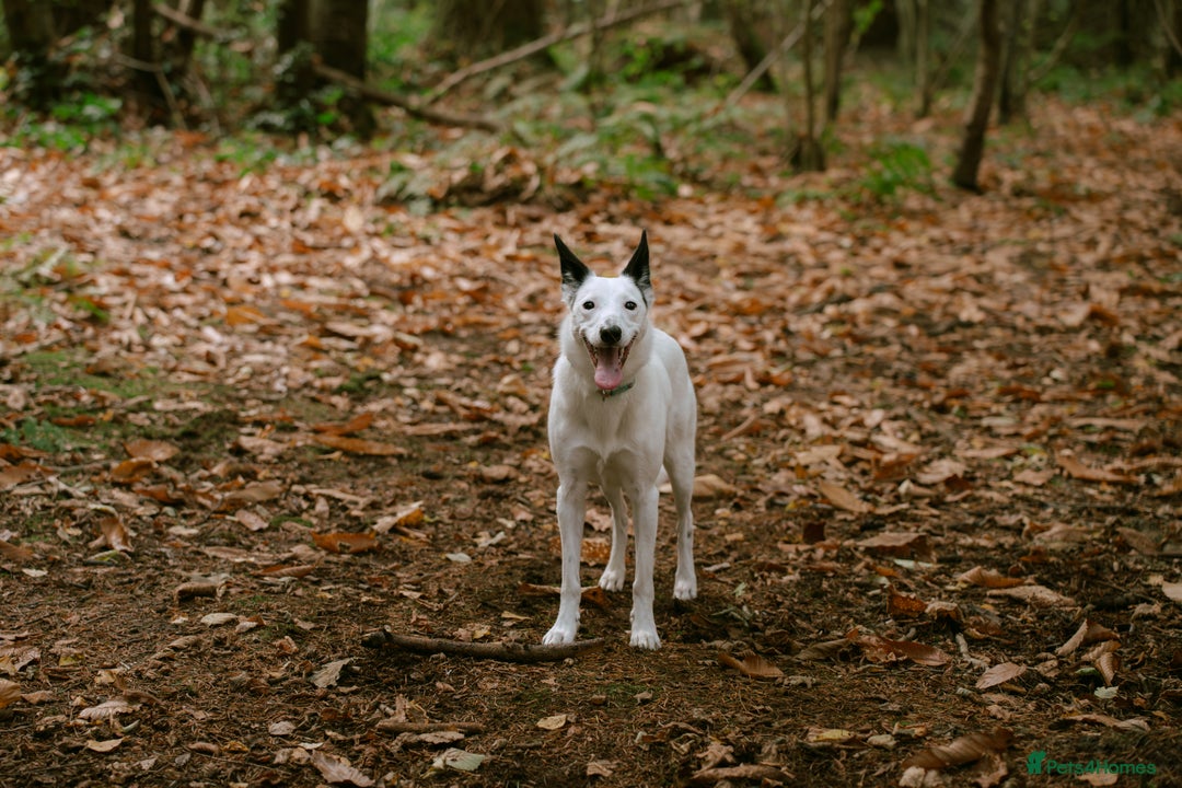 Border Collie dogs for sale: Koda is looking for her new home - Advert 3