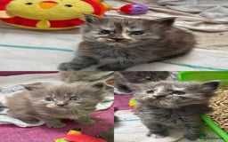 Maine Coon cats for sale: Last 2 Maine coon kittens  - Image 3