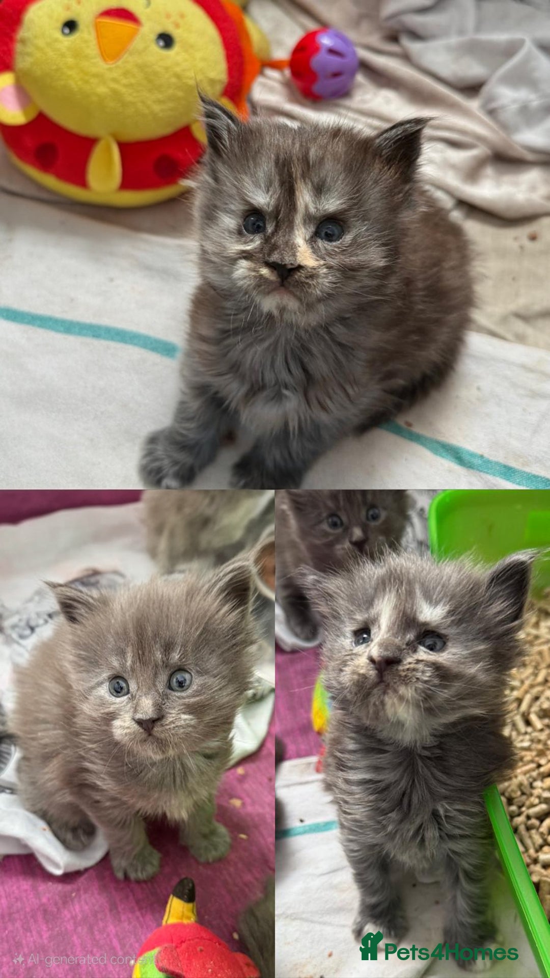 Maine Coon cats for sale: Last 2 Maine coon kittens  - Image 3