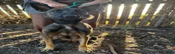 Belgian Shepherd Dog dogs for sale: Belgian malinos pups in Knottingley - Advert 1