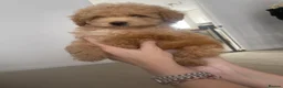 Maltipoo dogs for sale: Updated pics Tiny toy teddy faced Maltipoos   - Advert 13