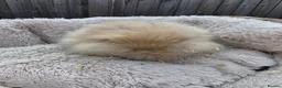 Lionhead rabbits for sale: Double maned lionhead babies 3 left! - Advert 7