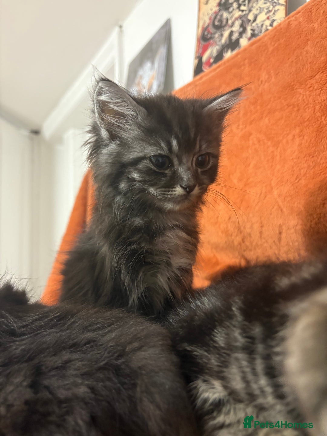 Ragdoll cats for sale: Ragdoll x British Shorthair kittens - Image 3