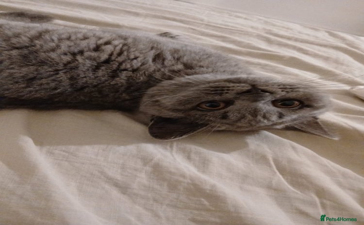 British Shorthair cats - Advert 2