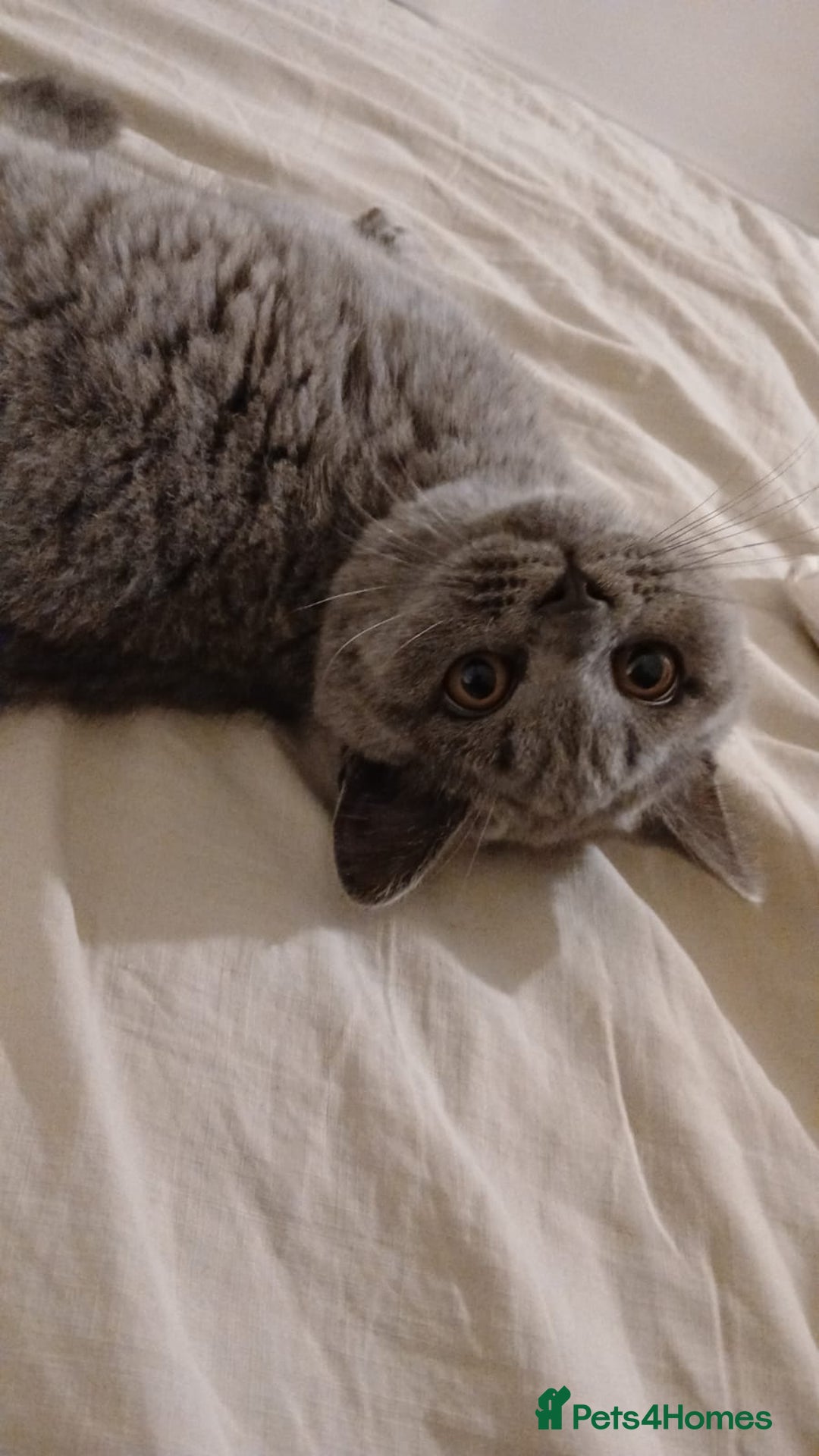 British Shorthair cats for sale: British short-hair kitten - Image 1