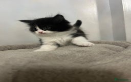 British Shorthair cats for sale: Absolutely stunning half bsh kittens - Image 3