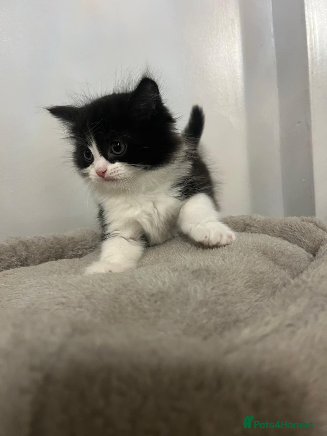 British Shorthair cats for sale: Absolutely stunning half bsh kittens - Image 3