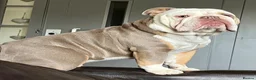 English Bulldog dogs for sale: English Bulldog for rehoming - Advert 24