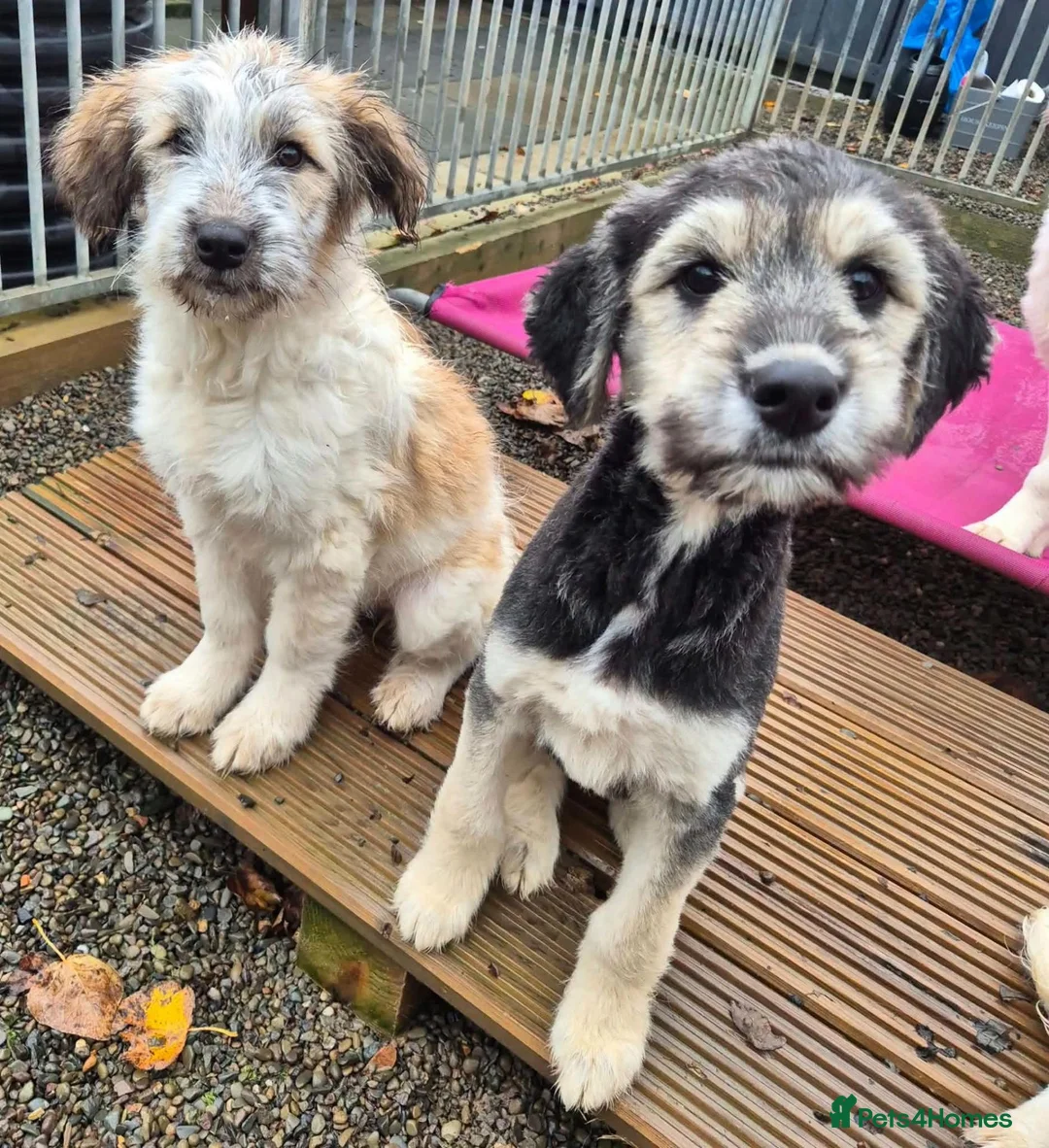 Mixed Breed dogs for adoption: Lola, Lena, Luna and Lyra  - Advert 15