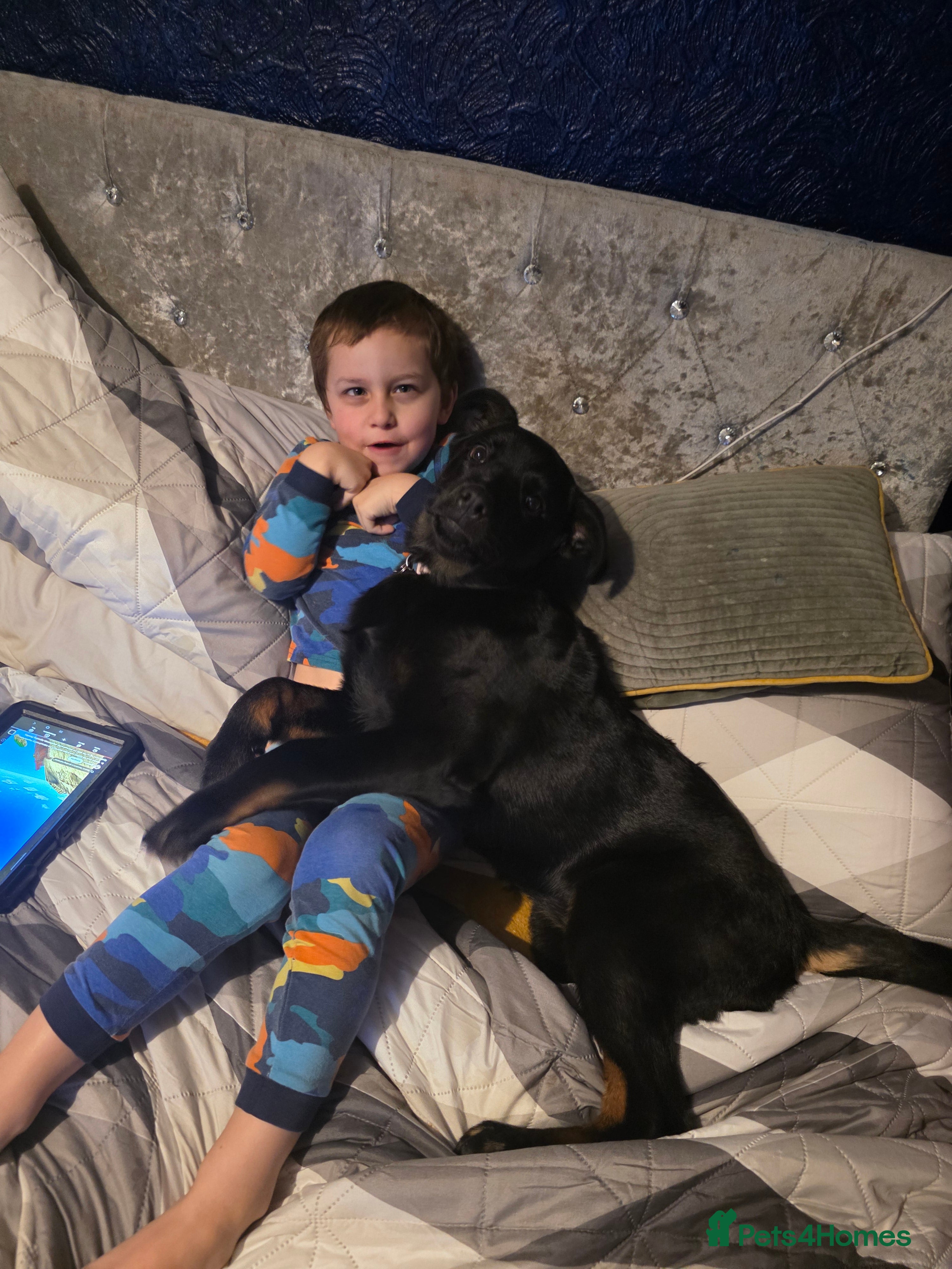 Mixed Breed dogs Beautiful pup looking for forever sofa  - Advert 12