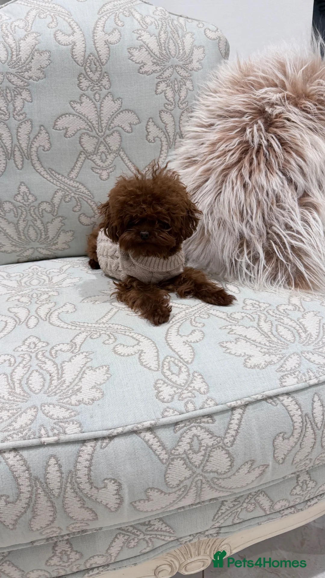 Toy Poodle dogs for sale: Gorgeous toy poodle x Asian toy poodle DNA tested - Advert 15