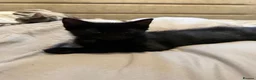 Domestic Shorthair cats for sale: ONLY 2 LEFT - 6 gorgeous tabby / black kittens  - Advert 7