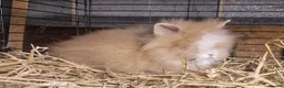 Lionhead rabbits for sale: Lovely tempered little lionhead babies- m and f - Advert 12